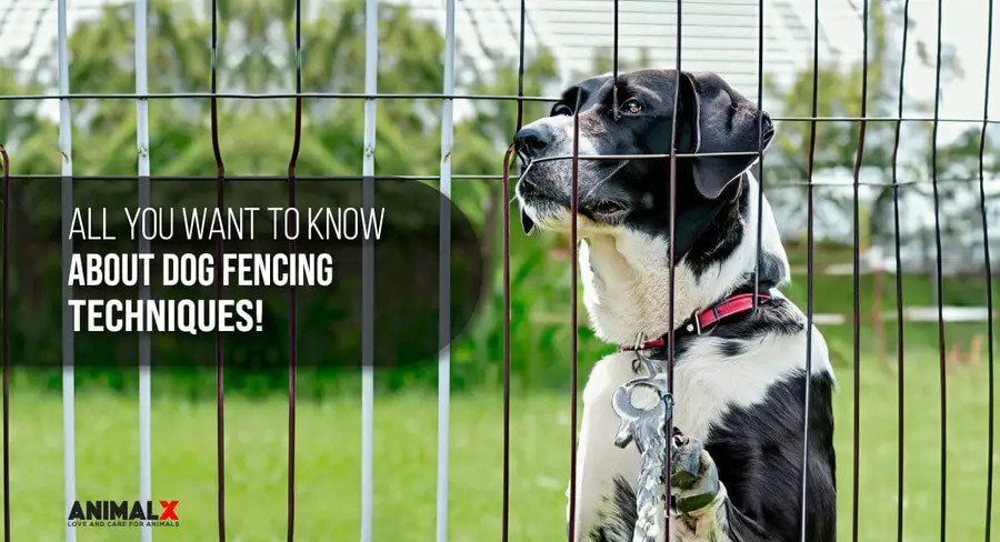 all you want to know about dog fencing techniques, invisible dog fence, wireless dog fence, outdoor dog fences for large dogs, best fence for dogs that escape, dog fencing for large property, outdoor dog fence with gate, vinyl dog fence, yard fencing for dogs