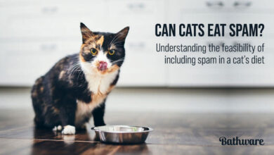 can cats eat spam, Can cats eat spam reddit, can cats eat spam as a treat, can cats eat spam lite, can cats eat eggs, what human food can cats eat, what can cats eat, can cats eat tuna, can cats eat luncheon meat