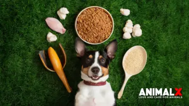 what is chicken meal in dog food, how long does it take for a dog to digest food, why is my dog throwing up undigested food hours after eating, how long can a dog go without food, what is the number 1 healthiest dog food?, what to put in dog food to stop eating poop, how much protein is in dog food, how long does it take a dog to digest food, how much dog food per day, how to transition dog food, how much wet food to feed a dog calculator, how much is farmer's dog food, how to make your own dog food, where to buy the farmer's dog food, how to make homemade dog food, who makes kirkland dog food, why is my dog not eating his food but will eat treats, how much food should i feed my dog, how to make dog food, what is the best dog food